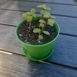 Succulent In Green Pot