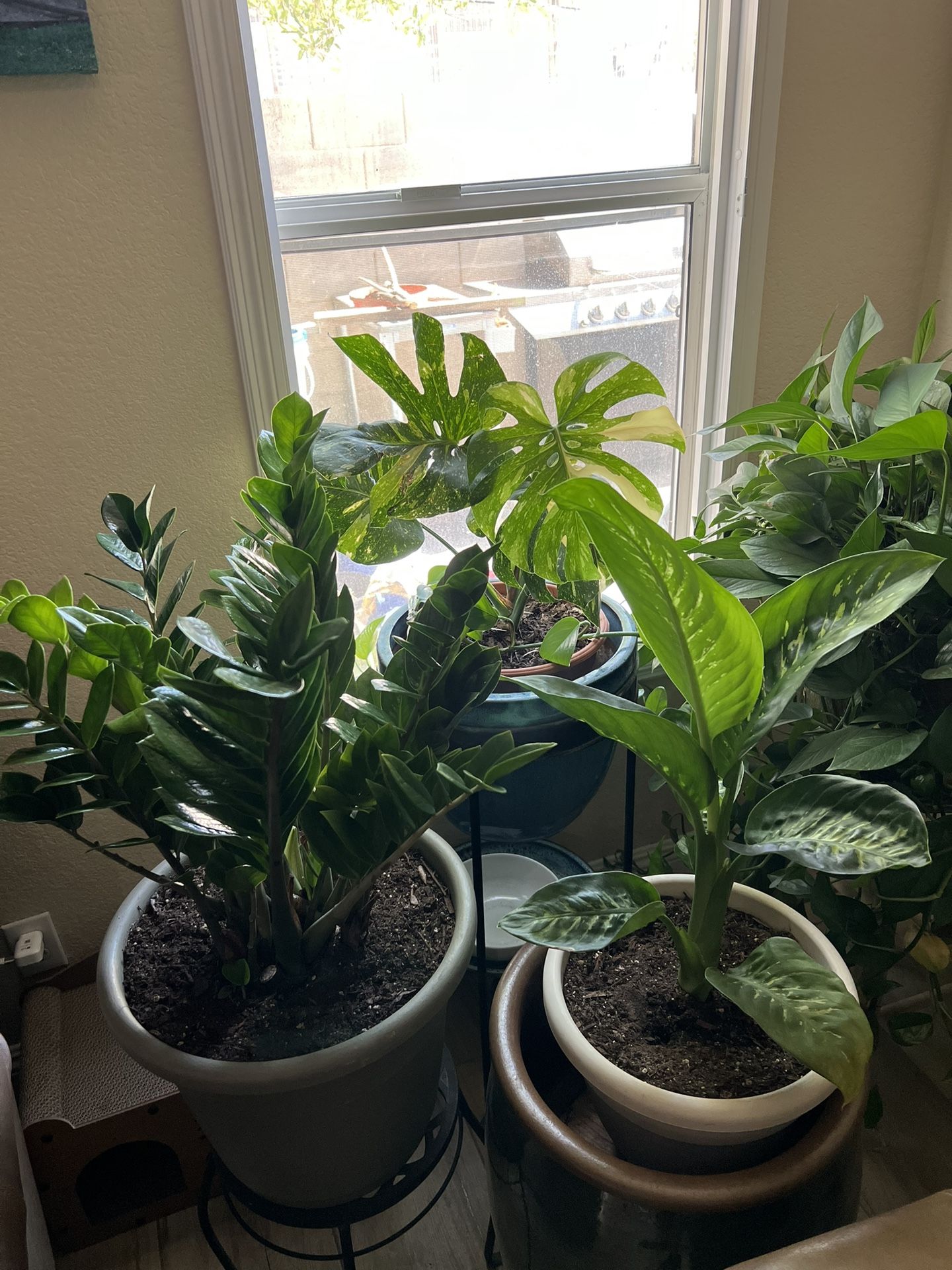 **Read the Description** Various plants/ cactus / succulents for sale Location: Near Tropicana and Jones prices start at $6. prices vary depending