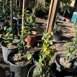 1 Gallon Creeping Fig