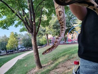 Python Snakes "statues"