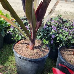 Queen Emma 7GL Plant – Healthy & Beautiful – $30