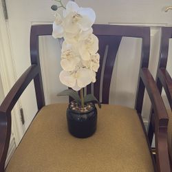 Nice Orchard Plant (fake) Only $8 Jackson Ridge Ave 