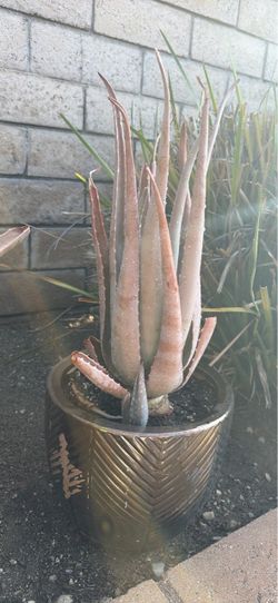 Aloe Succulent in Gold Decorative Pot