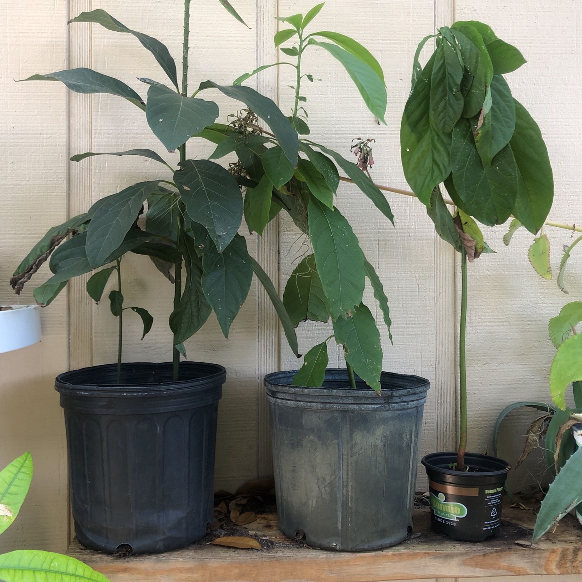 Avocado Plants