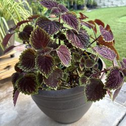 Coleus Plant With Pot Approximately 20” In Height