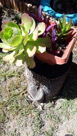 Home and garden