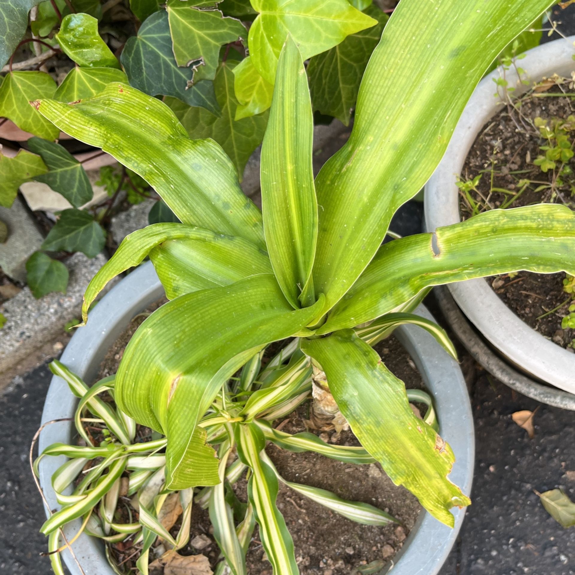 Lilly Plant In A Pot Decorative White Flower 