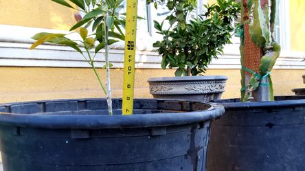 Gem Avocado Tree