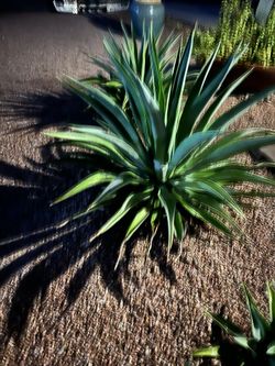 Magueyes Plant 