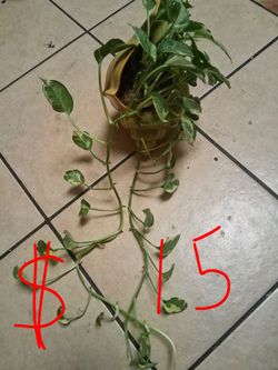 Plantas y palmas