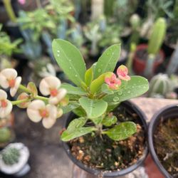 Crown Thorns Plants 🪴 