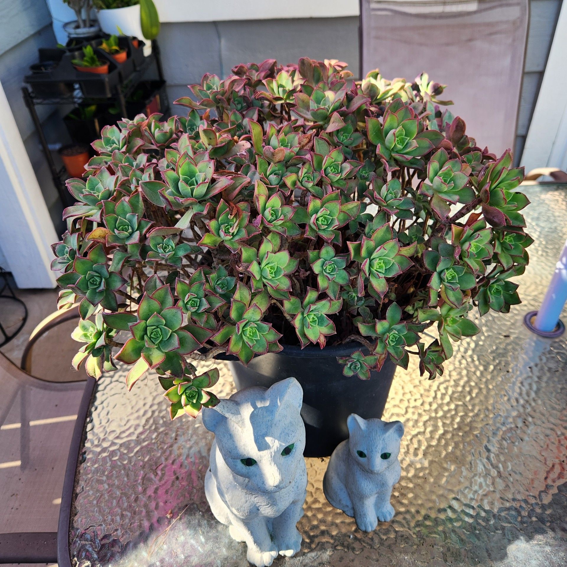 Beautiful succulent in container