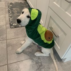 Avocado costume- For Small Dog