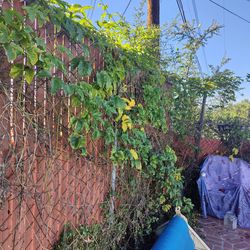 Purple passion fruit vine