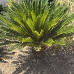Great Price! Sago Palms For Landscaping 