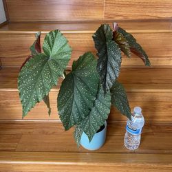 Begonia Lercerna Plant With Pot