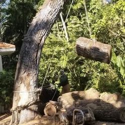 Poda De Árboles Y Palmas 