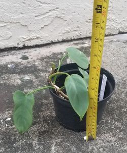 Golden Violin Philodendron Plant,  Live 