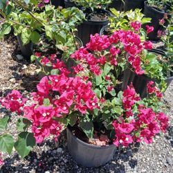 Bougainvillea Shrubs🌸3gl