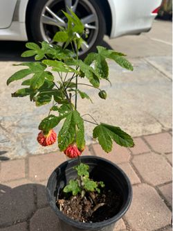 Chinese latern plant