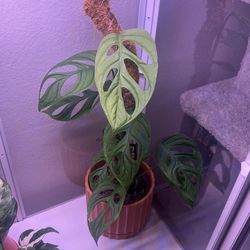 Monstera Esqueleto