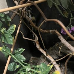 Reptile Enclosure