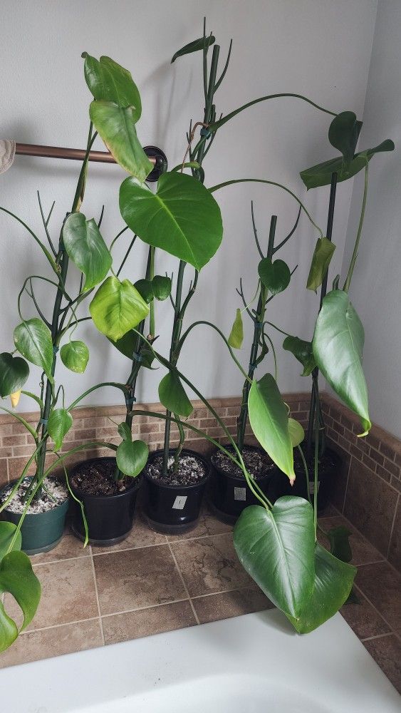 Plant - Monstera