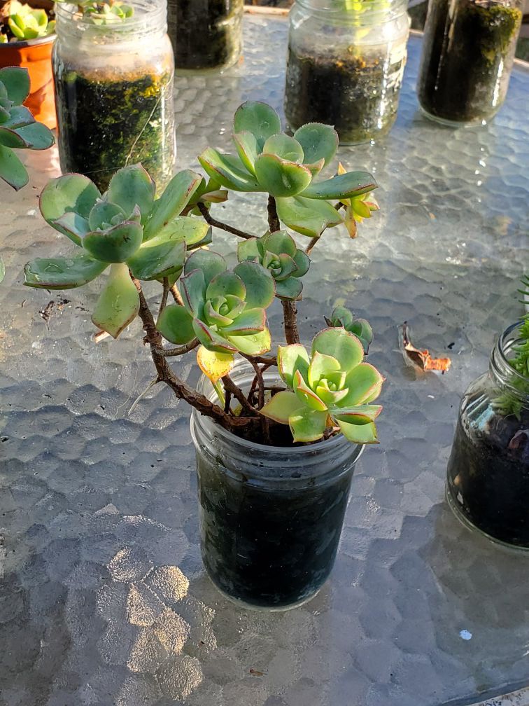 Live succulents In glass jar