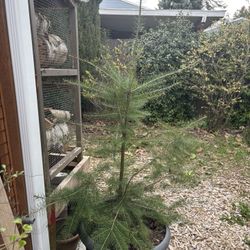 Fir Tree