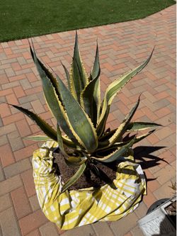 American Century Agave Cactus Plant