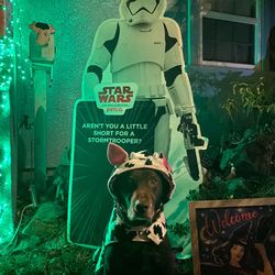 Storm Trooper Cardboard Cutout