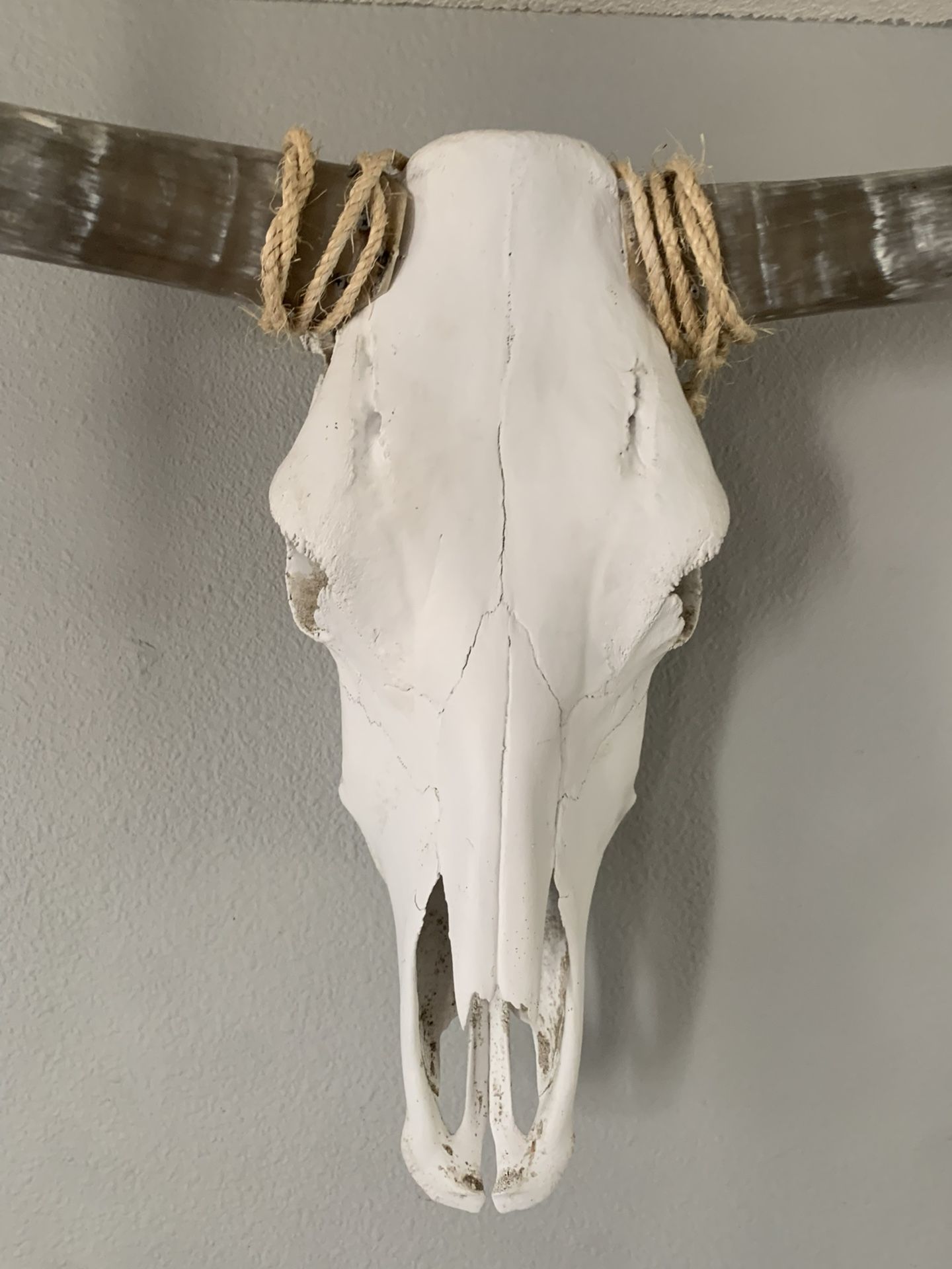Texas Long Horn