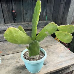Cactus Decorative For Your Garden 