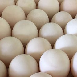 Duck Eggs 