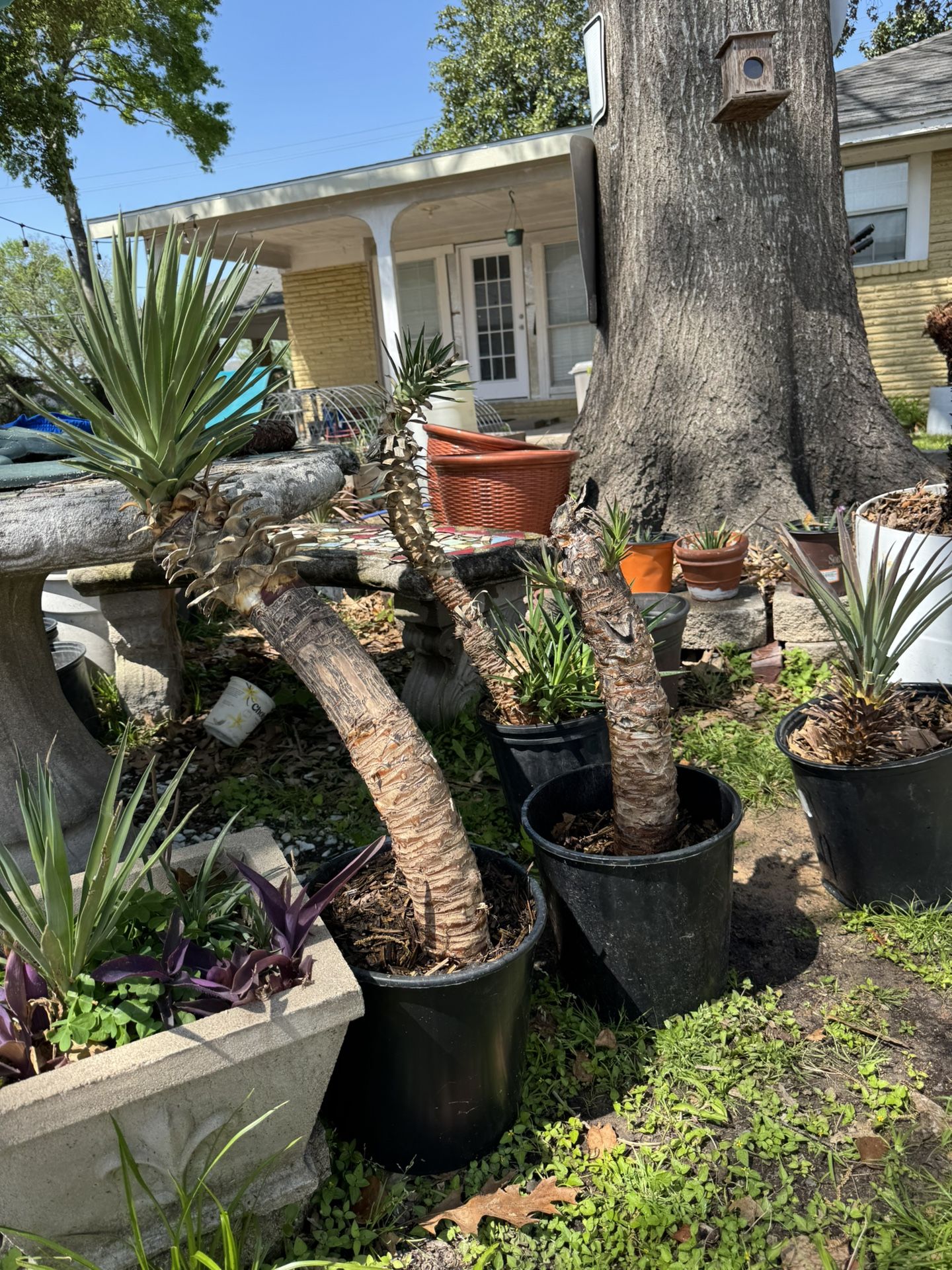 Yuccas Itzol Species