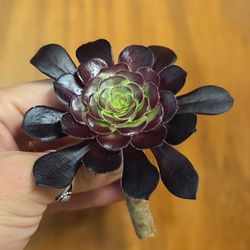 Succulents - Purple Aeonium Rosettes for Propagation