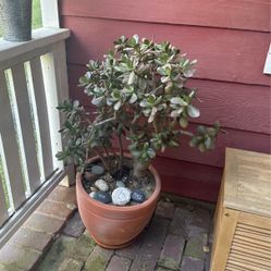 Jade Plant 