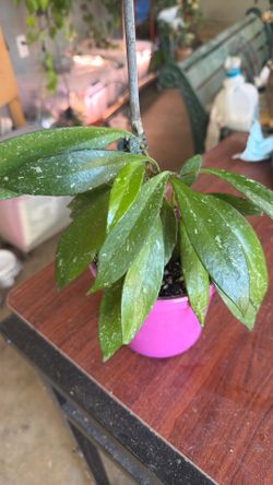 Hoya