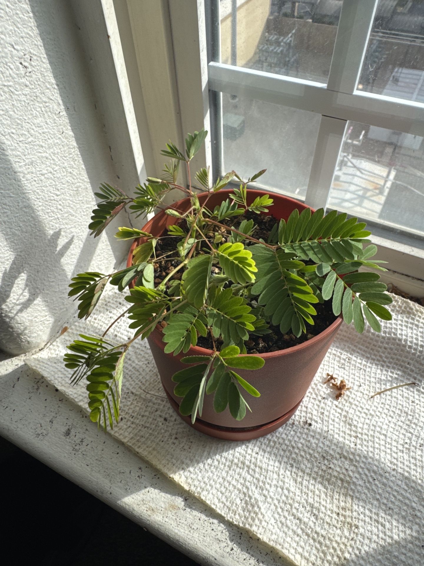Mimosa Plant (sensitive Plant) For Sale