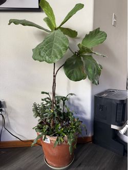 Indoor plant