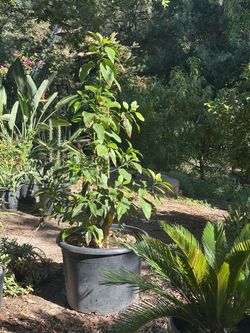 Stuart Avocado 24” Container