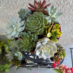 Plant mixed arrangement