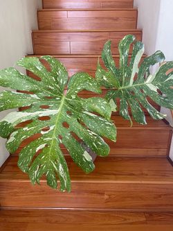 Large Monstera Thai plant CUTTING- active root