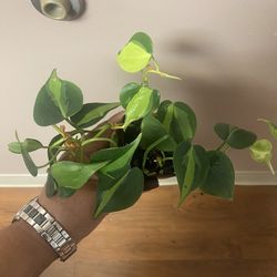 Philodendron Brasil plant in starter pot