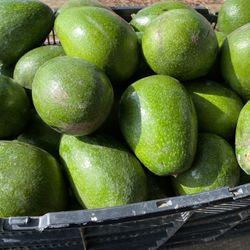 Avocado