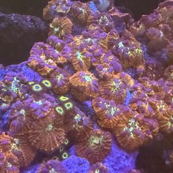 Ornament Coral Frags