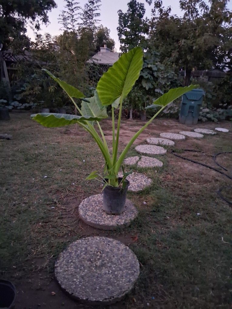 Elephant Ear Plant
