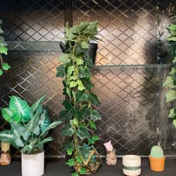 Plants Decor - all 8+ Plant Decor Items Included.