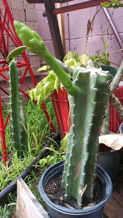 Cactus