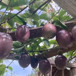 Purple Passion Fruit 🪴🍈💜